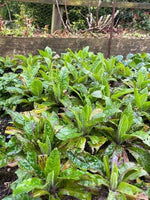 Digitalis 'Berry Canary' (Foxglove) x 5 Pack - 5cm Plug Plants For Sale