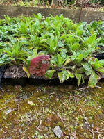 Digitalis 'Berry Canary' (Foxglove) x 5 Pack - 5cm Plug Plants For Sale