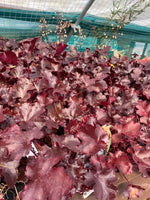Heuchera Black Beauty Perennials x 5 Pack - 5cm Plug Plants For Sale FREE P&P