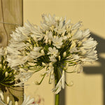 Agapanthus africanus White Plants -x 3 Pack - 5cm Plants For FREE P&P