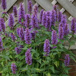 Agastache 'Blue Boa' x 3 Pack - 7cm Plants For Sale
