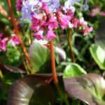 Bergenia Eroica Perennial Plant x 5 Pack - 5cm Plug Plants FREE P&P
