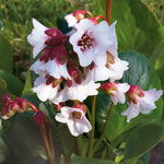 Bergenia Harzkristall Perennial Plants x 5 Pack - 5cm Plug Plants For Sale FREE P&P