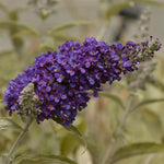 Buddleja Buzz 'Indigo' x 5 Pack - 5cm Plug Plants For Sale