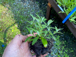 Buddleja Buzz 'Indigo' x 5 Pack - 5cm Plug Plants For Sale