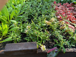 Buddleja Buzz 'Indigo' x 5 Pack - 5cm Plug Plants For Sale