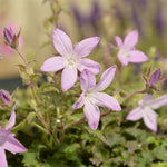 Campanula 'Pinkins' x 9 Pack - 3cm Plants For Sale