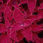 Coleus 'Juliet Quartermain' x 3 Pack - 5/7cm JUMBO Plug Plants For Sale