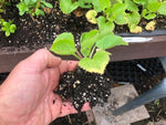 Campanula Sarastro Perennial Plants x 5 Pack - 5cm Plug Plants For Sale FREE P&P