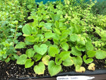 Campanula Sarastro Perennial Plants x 5 Pack - 5cm Plug Plants For Sale FREE P&P
