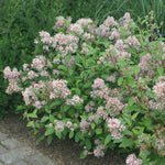 Ceanothus 'Marie Simon' x 3 Pack - 5/7cm JUMBO Plug Plants For Sale
