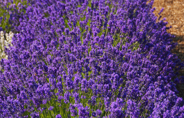folgate lavender plants for sale Lavender 'Folgate' Plants For Sale Jumbo Plug – Dartana Plants