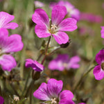 Geranium Orkney Cherry Perennials x 5 Pack - 5cm Plug Plants For Sale FREE P&P