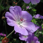 Geranium Rozanne Perennial Plants x 5 Pack - 5cm Plug Plants For Sale FREE P&P