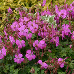 Geranium Westray Plug Plants 5 x Pack - 5cm Plug Plants For Sale FREE P&P