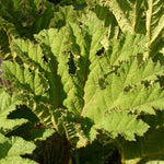Gunnera Criptica Perennial Plants x 3 Pack - 7cm Plants For Sale FREE P&P