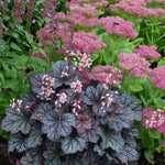 Heuchera Little Cutie Frost x 3 Pack - 5cm Plants FREE Postage