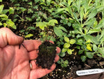 Hellebore Double Purple Perennials x 5 Pack - 5cm Plants For Sale FREE P&P