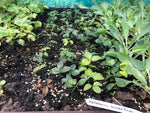 Hellebore Double Purple Perennials x 5 Pack - 5cm Plants For Sale FREE P&P