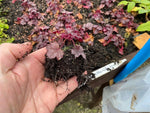 Heuchera Little Cutie Frost x 5 Pack - 5cm Plug Plants For Sale FREE P&P