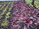 Heuchera Little Cutie Frost x 5 Pack - 5cm Plug Plants For Sale FREE P&P
