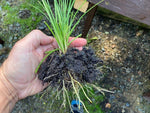 Kniphofia Papaya Popsicle Perennial x 3 Pack - 5cm Plants For Sale FREE P&P