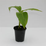 Musa Basjoo Perennial Plants x 5 Pack - 5cm Plug Plants For Sale FREE P&P