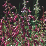 Penstemon Blackbird Perennial Plant 3 Pack - 5cm Plants For Sale FREE P&P