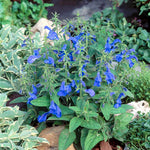 Salvia 'Patio Deep Blue' x 3 Pack - 5cm Plants For Sale