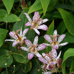 Tricyrtis Pink Freckles Perennials x 5 Pack - 5cm Plug Plants For Sale FREE P&P