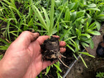 Agapanthus africanus White Plants -x 3 Pack - 5cm Plants For FREE P&P