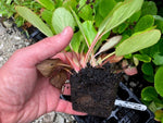 Bergenia Autumn Magic Plants x 5 Pack - 5cm Plug Plants For Sale FREE P&P
