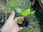Bergenia Harzkristall Perennial Plants x 5 Pack - 5cm Plug Plants For Sale FREE P&P