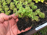 Campanula 'Pinkins' x 9 Pack - 3cm Plants For Sale