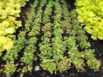Campanula 'Pinkins' x 9 Pack - 3cm Plants For Sale