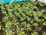 Campanula 'Mrs Resholt' x 5 Pack - 3cm Plug Plants For Sale