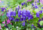 Campanula Sarastro Perennial Plants x 5 Pack - 5cm Plug Plants For Sale FREE P&P