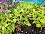 Ceanothus 'Marie Simon' x 3 Pack - 5/7cm JUMBO Plug Plants For Sale