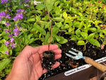 Ceanothus 'Marie Simon' x 3 Pack - 5/7cm JUMBO Plug Plants For Sale