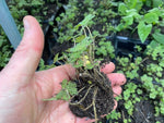 Geranium Orkney Cherry Perennials x 5 Pack - 5cm Plug Plants For Sale FREE P&P