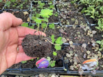 Geranium Rozanne Perennial Plants x 5 Pack - 5cm Plug Plants For Sale FREE P&P