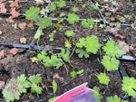 Geranium Rozanne Perennial Plants x 5 Pack - 5cm Plug Plants For Sale FREE P&P