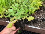 Geum Blazing Sunset Perennials x 3 Pack - 5cm Plants For Sale FREE P&P