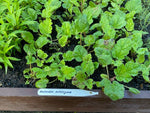 Gunnera Criptica Perennial Plants x 3 Pack - 7cm Plants For Sale FREE P&P