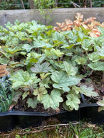 Heucherella Kimono Perenial Plant x 3 Pack - 5cm Plants For Sale FREE P&P