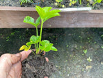 Hellebore Single Gold Red Star x 5 Pack - 5cm Plug Plants For Sale FREE P&P