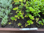 Hellebore Single Gold Red Star x 5 Pack - 5cm Plug Plants For Sale FREE P&P