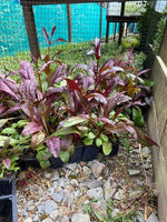 Penstemon digitalis Husker Red 5 Pack - 5cm Plug Plants For Sale FREE P&P