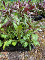 Penstemon digitalis Husker Red 5 Pack - 5cm Plug Plants For Sale FREE P&P