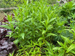 Penstemon Sour Grapes Perennials x 5 Pack - 5cm Plug Plants For Sale FREE P&P